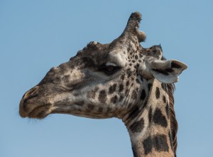 Zambia (101 of 977)