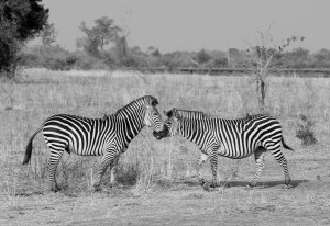 Zambia (729 of 977)