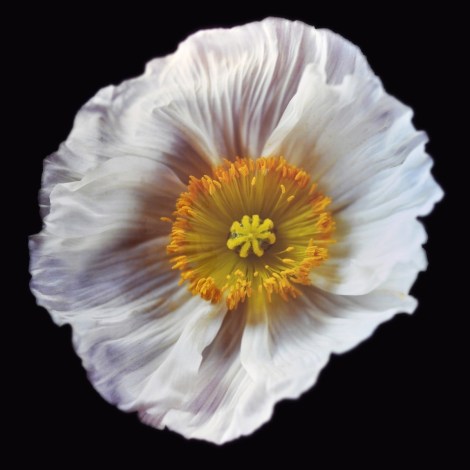 RN1180 Icelandic Poppy, White 2018